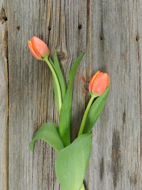 ORANGE TULIPS